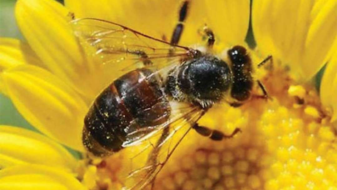 Mơ thấy ong đánh con gì và có ý nghĩa gì?