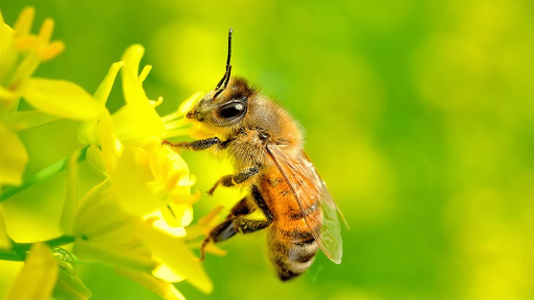 Chiêm bao thấy ong sẽ bật mí nhiều điều bí ẩn thú vị 